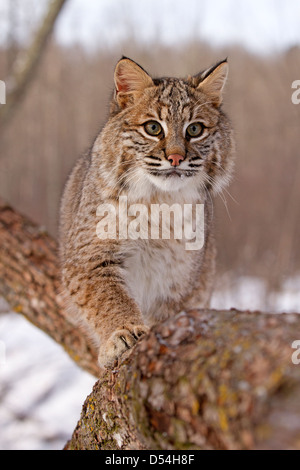 Le lynx roux Lynx rufus, un arbre d'escalade Banque D'Images