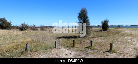 Vue panoramique sur le paysage par l'estuaire de Leschenault près de l'Australie occidentale Australaind avec des arbres casuarina et de l'herbe sèche l'après-midi d'été. Banque D'Images