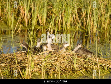 Les Bébés de Waterhen foulque nid poussins en marais marais Banque D'Images