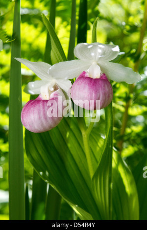 Lady Slipper orchid fleur sauvage (Cypripedioideae) dans le Vermont, New England, fen bog. Banque D'Images