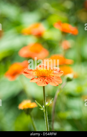 Geum. Belles fleurs rouges (shallow DoF) Banque D'Images