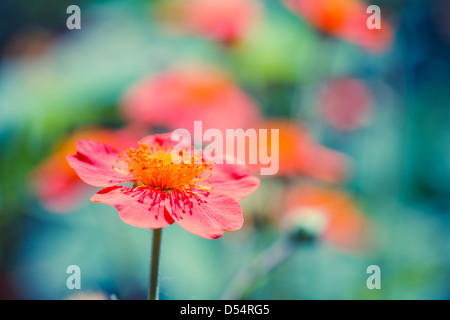 Geum. Belles fleurs rouges (shallow DoF) Banque D'Images