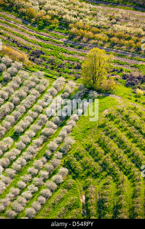 Vue aérienne de la cerisaie en fleurs de printemps dans le Comté de Mason, Michigan, USA.