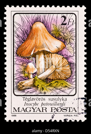 Timbre-poste de Hongrie représentant une coloration rouge-inocybe Inocybe patouillardi (champignons) Banque D'Images