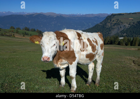 Compatsch, Italie, une vache dans un pâturage de l'Alpe di Siusi Banque D'Images