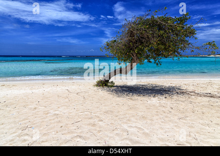 Plage à Aruba, Lesser Antilles, mer des Caraïbes Banque D'Images