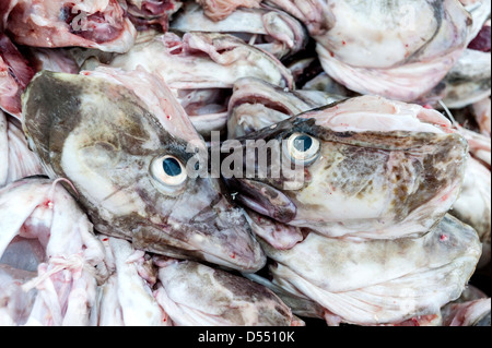 Têtes de poissons dans un récipient à l'extérieur d'une usine de transformation du poisson à Sakrisoy sur les îles Lofoten, Norvège Banque D'Images