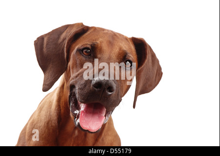Le Rhodesian Ridgeback puppy dans le studio, fun ! Banque D'Images