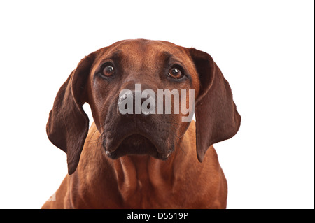 Le Rhodesian Ridgeback puppy dans le studio, fun ! Banque D'Images