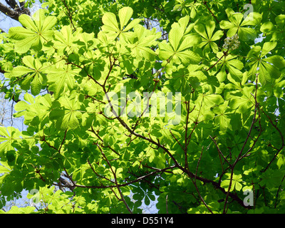 Le feuillage des arbres dans les couleurs du printemps Banque D'Images