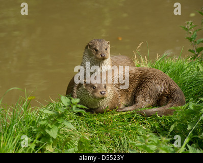 La loutre et le cub à côté de l'eau. cc. Banque D'Images