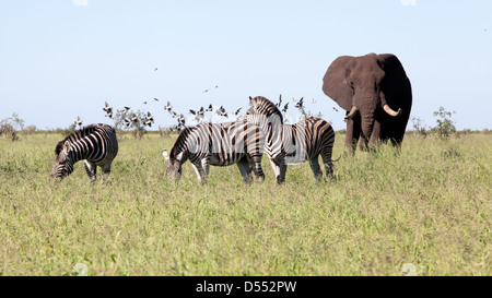 Avec l'éléphant zèbres et les oiseaux dans la brousse. L'Afrique du Sud, Kruger National Park. Banque D'Images