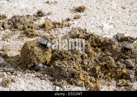 Les Coléoptères Scarabaeus recueillent dung ball. L'Afrique du Sud, Kruger National Park. Banque D'Images