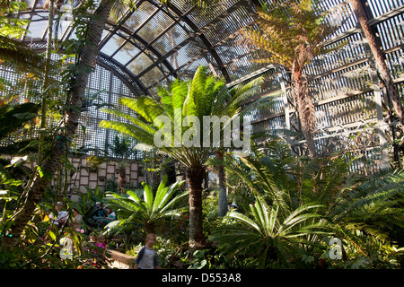 Les fougères arborescentes au Jardin botanique des capacités à Balboa Park, San Diego, Californie, États-Unis d'Amérique, USA Banque D'Images