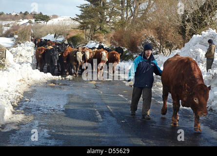 Peel Coast Road, Île de Man, Royaume-Uni. 25 mars 2013. Le bétail conduit le long de la route vers un pâturage plus sûr après une tempête de neige violente Banque D'Images