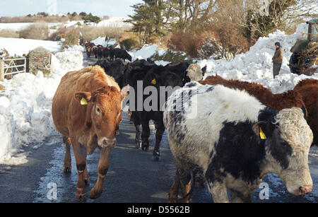 Peel Coast Road, Île de Man, Royaume-Uni. 25 mars 2013. Le bétail conduit le long de la route vers un pâturage plus sûr après une tempête de neige violente Banque D'Images