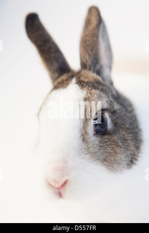 Close up de lapins face