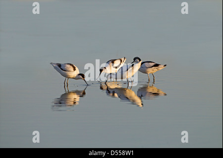 Avocettes Recurvirostra avocetta appariement au printemps Banque D'Images