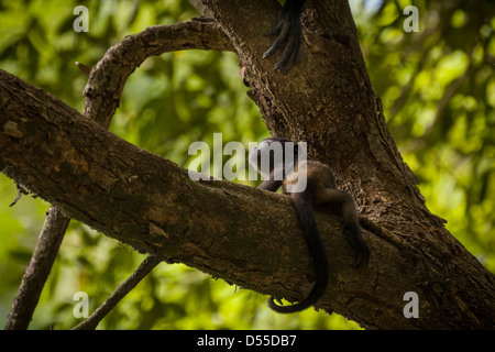 À MANTE DORÉE bébé singe hurleur (Alouatta palliata) au Llanos de Cortez cascade dans la province de Guanacaste, Costa Rica. Banque D'Images
