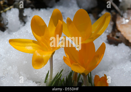 Trois crocus jaune, le Crocus flavus, poussant dans la neige - Les premiers signes du printemps dans les Montagnes Rocheuses du Colorado Banque D'Images