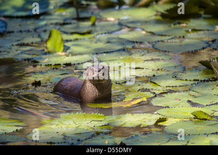 Neotropical loutre de rivière (Lontra longicaudis) à Las Pumas à Cañas, Province de Guanacaste, Costa Rica. Banque D'Images