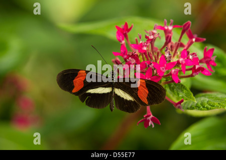 Facteur rouge (Heliconius erato), Jardin de Mariposas, Butterfly Gardens Monteverde, Monteverde, Costa Rica. Banque D'Images