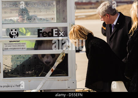 Toronto, Canada. 25 mars, 2013. Er des pandas et Shun Da Mao ont été accueillis par le Premier ministre canadien Stephen Harper, son épouse Mme Laureen Harper et Zhang Junsai, Ambassadeur de la République populaire de Chine au Canada. Credit : Victor Biro/Alamy Live News Banque D'Images