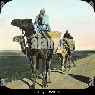 Egypte : Les Arabes sur les chameaux en route vers Sakkara Banque D'Images