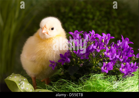 Beau petit poulet sur fond vert Banque D'Images