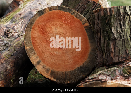 Les anneaux de croissance des arbres sur du bois coupé. Banque D'Images