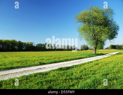 Arbre dans un paysage d'été en Bavière (Allemagne). Banque D'Images