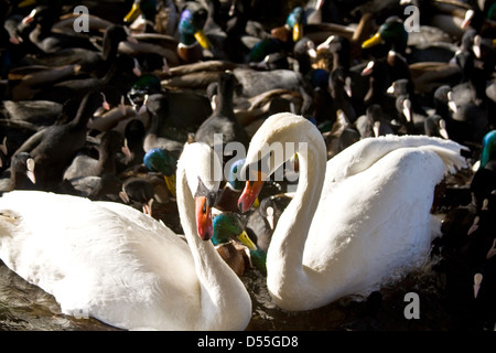 Berlin, Allemagne, cygnes, foulques et canards nourris Banque D'Images