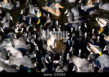 Berlin, Allemagne, l'ouette d'Egypte avec les canards colverts et foulques Banque D'Images