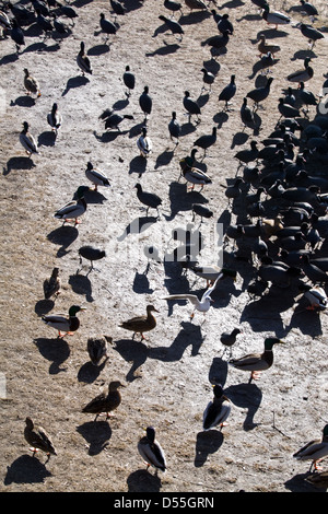 Berlin, Allemagne, les oiseaux aquatiques sur le lac gelé Wannsee Banque D'Images