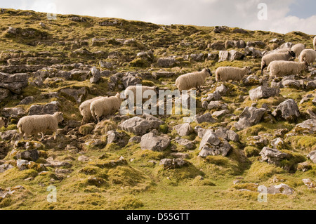 Troupeau de moutons dans la longue ligne à la suite de l'un après l'autre, marcher sur des terrains calcaires (amusant) - Malham Cove, Yorkshire, Angleterre, Royaume-Uni. Banque D'Images