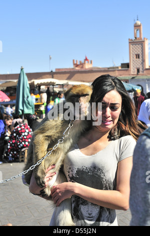 Un singe de Barbarie enchaînés pose pour la caméra avec une femelle en tourisme place Jemaa El Fna ( carré) . Marakesh, Maroc Banque D'Images