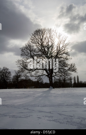 Soleil qui brille à travers un arbre sur un sombre jour d'hiver enneigé. Banque D'Images