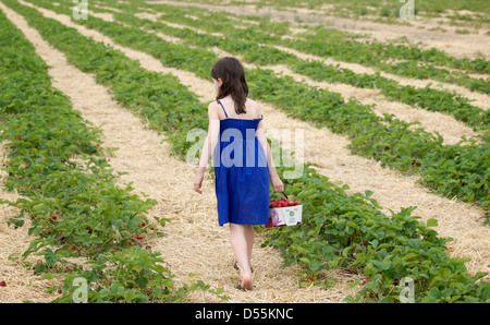 Jeune fille portant un panier de fraises elle a juste pris. Banque D'Images