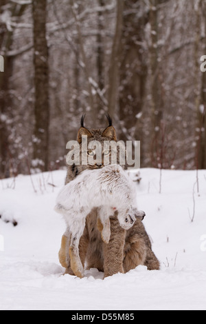 Lynx du Canada, Lynx canadansis dans la neige, avec le Lièvre Banque D'Images