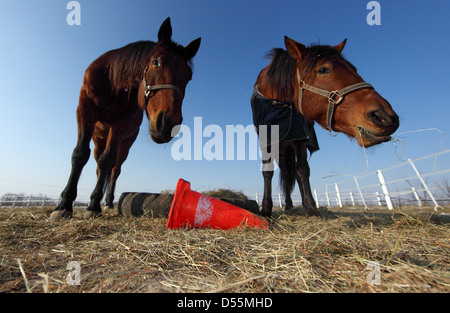 Koenigs Wusterhausen, Allemagne, les chevaux dans un enclos Banque D'Images