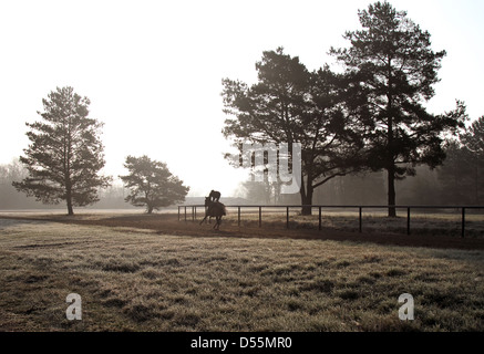 Neuenhagen, Allemagne, silhouette, le cheval et le cavalier au cours de l'entraînement matinal sur la Boll Ensdorfer Trainierbahn Banque D'Images