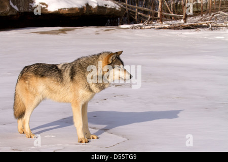 Gray Wolf, Canis lupus marche sur la rivière gelée Banque D'Images