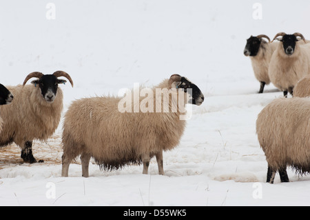 Les moutons debout dans la neige, avec blizzard venant de derrière eux. Banque D'Images