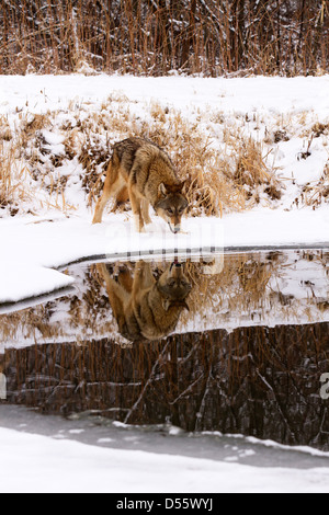 Gray Wolf, Canis lupus reflet dans le lac Banque D'Images