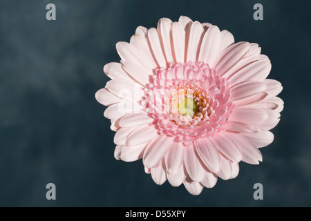 Une sélection de couleur différente des Gerberas.Très populaire lors des mariages et des arrangements de fleurs en Banque D'Images