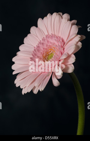 Une sélection de couleur différente des Gerberas.Très populaire lors des mariages et des arrangements de fleurs en Banque D'Images