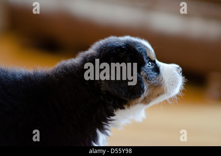 Birdie le Bouvier Bernois est doux ! Banque D'Images