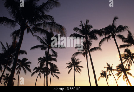 [Palme] [palm tree] coconut silhouette sunset Détail de coconut palm tree at sunset Banque D'Images