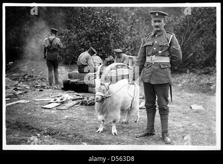 Mascotte du Royal Welsh Fusiliers ; prêt à parade Banque D'Images