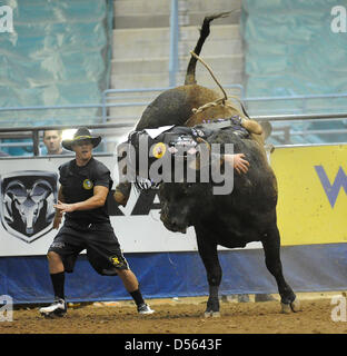 24 mars 2013 - Fort Mohave, AZ, USA - Mar 24, 2013 ; Fort Mohave, AZ, USA ; l'érythroblastopénie Xtreme bull rider Beau Schroeder de Chine, le Texas est débattu autour alors qu'il se déplace pendant la nuit Fort Mohave Xtreme classique à taureaux Mohave Crossing Event Center à Fort Mohave, AZ. Schroeder a dû être transporté par avion à un hôpital de Las Vegas après avoir subi deux poumons effondrés et une trachée déchirée après avoir résisté au large de déplacements la nuit. La chirurgie pour réparer la trachée a été effectué, ce qui nuit à l'University Medical Center. Schroeder aura un tube de trachéotomie dans son cou pendant six semaines et sera unabl Banque D'Images